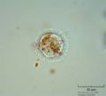 Nuclearia simplex
